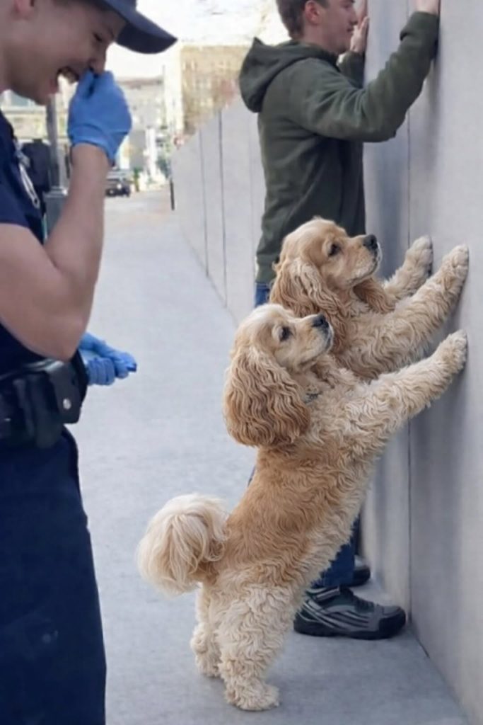 Cocker Spaniel puppy