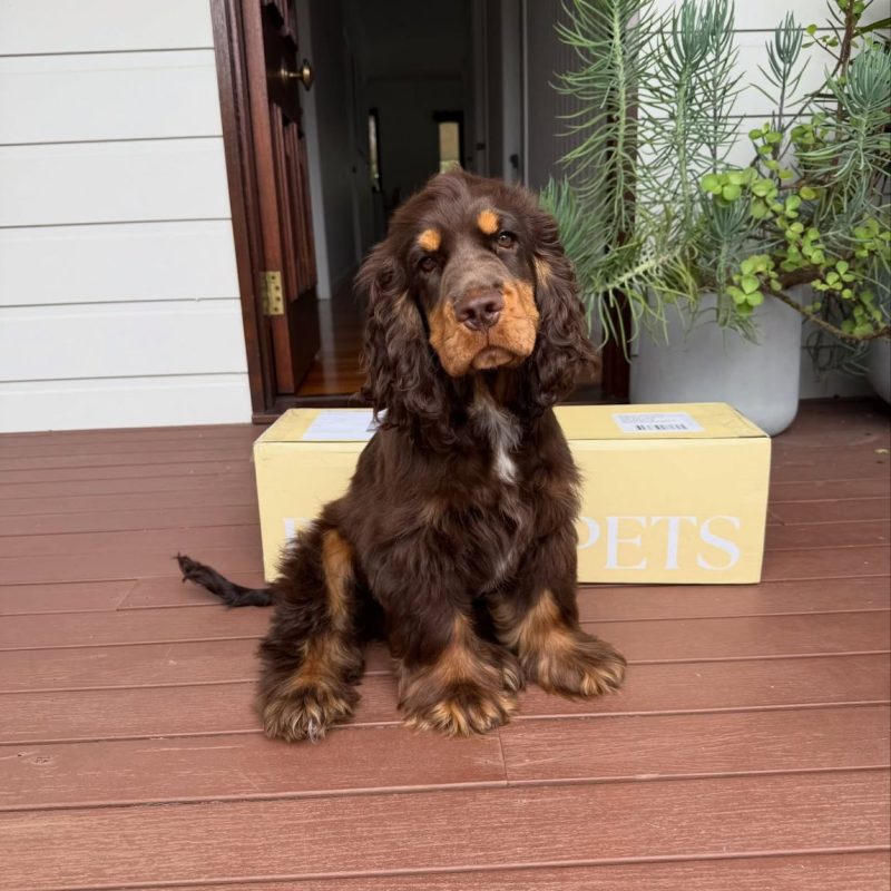 Available Cocker Spaniel Puppies