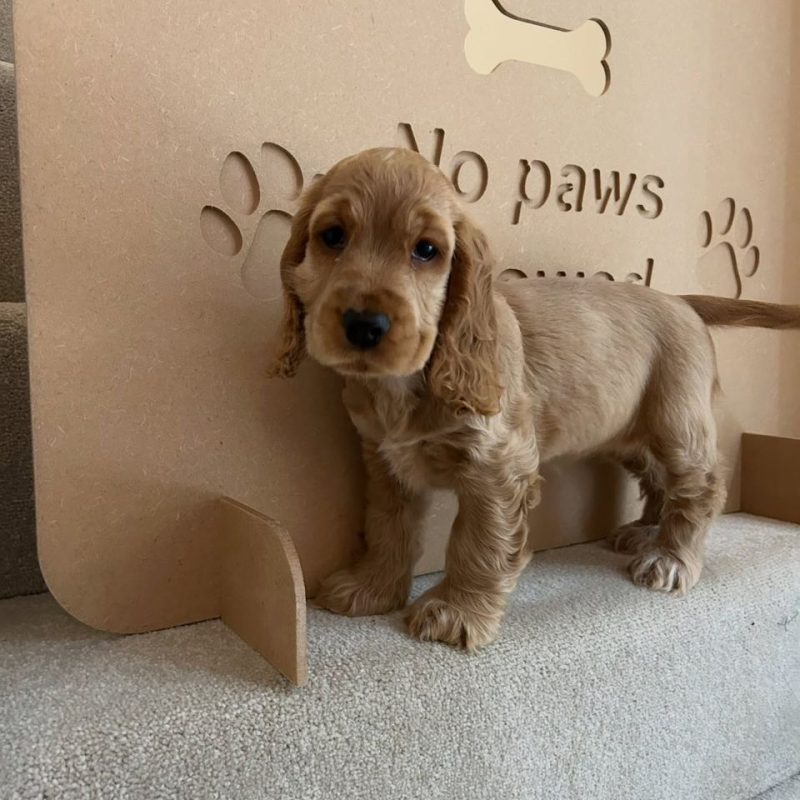 Available Cocker Spaniel Puppies