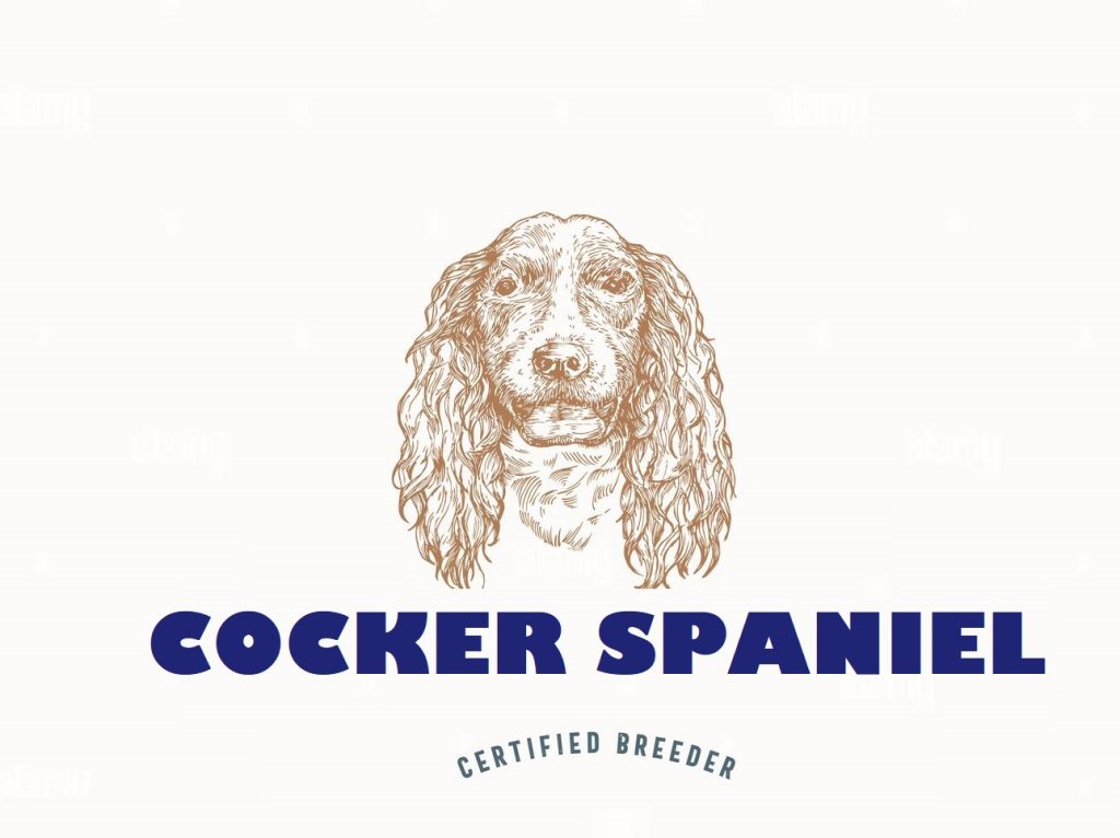cocker spaniel puppies