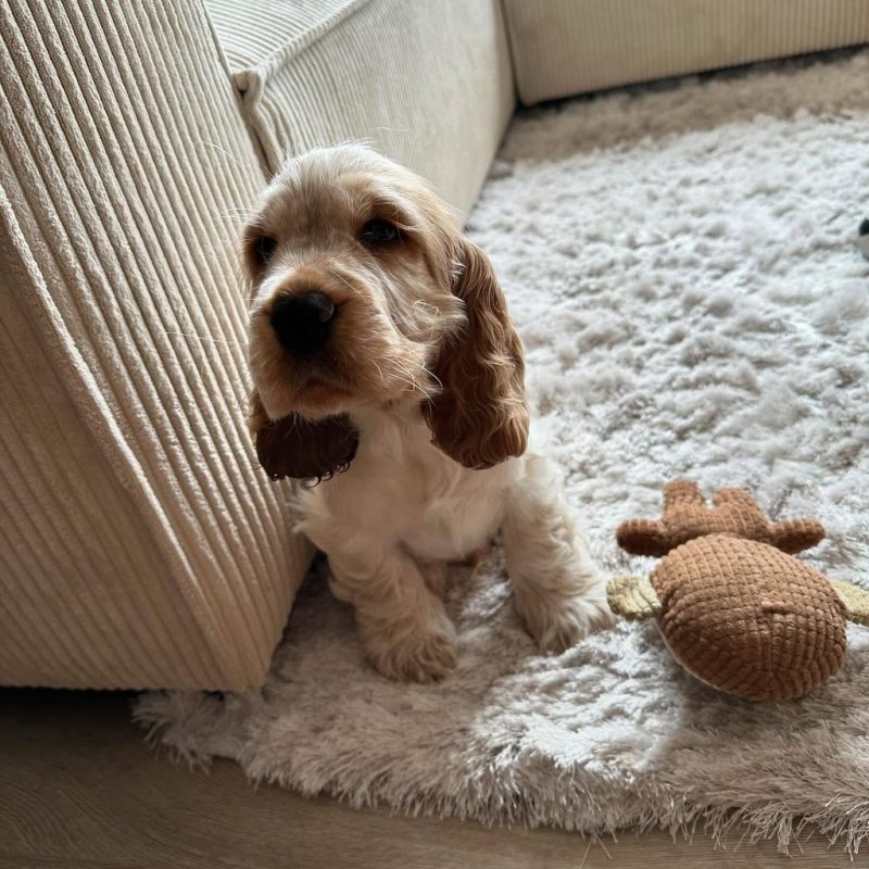 Available Cocker Spaniel Puppies