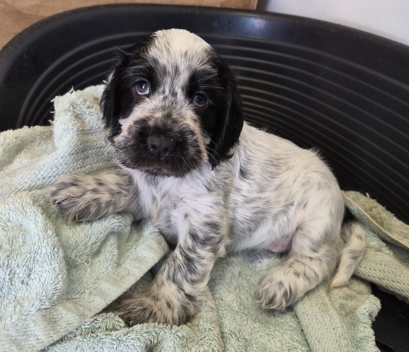 Available Cocker Spaniel Puppies